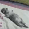 kitty tired ♡ 9