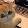 Cats (@t_stickers) 18