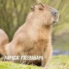 Больше стикеров: @capybarastiker 23