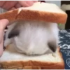 kitty sad ♡ 8