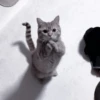 Cats:; 🐈‍⬛ by @kpopstickerssss 19