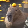 Больше стикеров: @capybarastiker 24