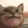Cats (@t_stickers) 19