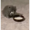kitty sad ♡ 9