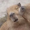 Больше стикеров: @capybarastiker 25