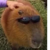Больше стикеров: @capybarastiker 26