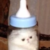 Cats (@t_stickers) 21