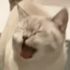 Cats (@t_stickers) 22