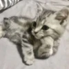 Котики (@i_Love_Akame) 25