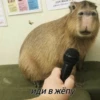 Больше стикеров: @capybarastiker 27