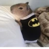 Больше стикеров: @capybarastiker 28