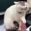Cats&cats&cats&cats 21