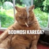 lol-I 24