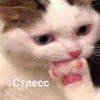 Cats&cats&cats&cats 22