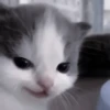 Cats:; 🐈‍⬛ by @kpopstickerssss 25