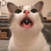 Cats&cats&cats&cats 23