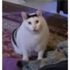 kitty tired ♡ 10