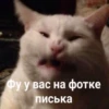 Cats&cats&cats&cats 24