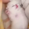kitty tired ♡ 11