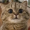 Cats (@t_stickers) 26