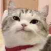 Cats (@t_stickers) 27