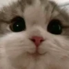 Cats (@t_stickers) 28