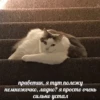 Cats&cats&cats&cats 25