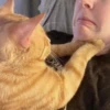 Cats (@t_stickers) 29