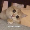 Cats&cats&cats&cats 26