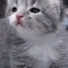Cats:; 🐈‍⬛ by @kpopstickerssss 28