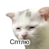 Cats&cats&cats&cats 27