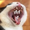 Cats&cats&cats&cats 28