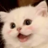 Cats (@t_stickers) 30