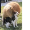 Больше стикеров: @capybarastiker 30