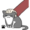 Silver and white cat 4 8