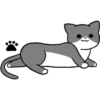 Silver and white cat 4 9