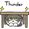 Silver and white cat 3 6