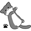 Silver and white cat 4 11