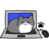 Silver and white cat 4 13