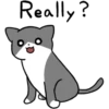 Silver and white cat 3 10