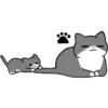 Silver and white cat 4 15