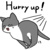 Silver and white cat 2 12
