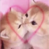 kitty love ♡ 7