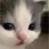 kitty hehe ♡ 5