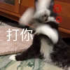 猫猫爵爵 5