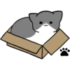 Silver and white cat 4 19