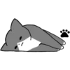 Silver and white cat 4 20