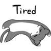 Silver and white cat 2 19