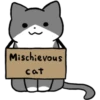 Silver and white cat 4 22