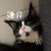 猫猫爵爵 6